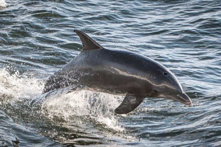 BIG FUN Dolphin Cruise & Sealife Experiece ORANGE BEACH ALABAMA 5