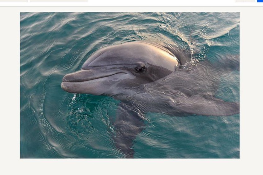 BIG FUN Dolphin Cruise & Sealife Experiece ORANGE BEACH ALABAMA 1