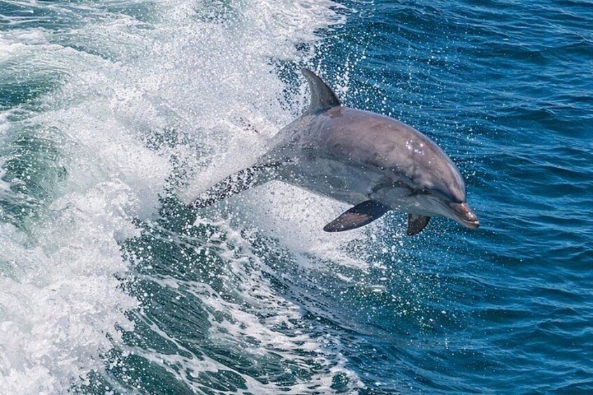 BIG FUN Dolphin Cruise & Sealife Experiece ORANGE BEACH ALABAMA 5