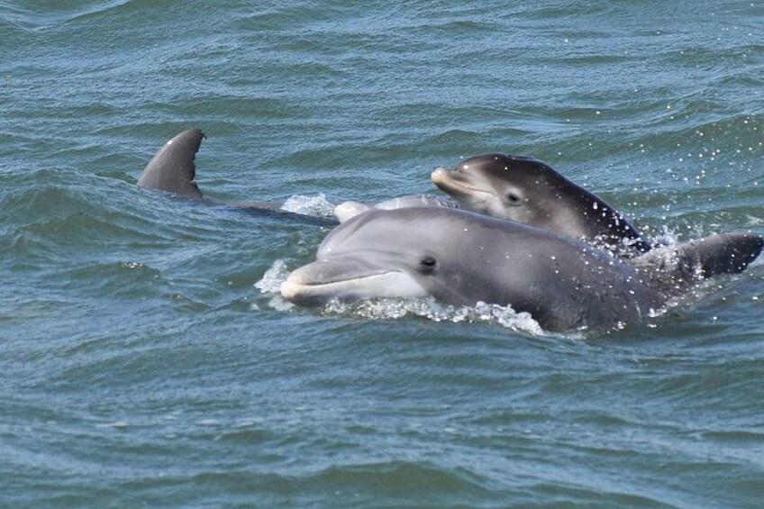 BIG FUN Dolphin Cruise & Sealife Experiece ORANGE BEACH ALABAMA 3