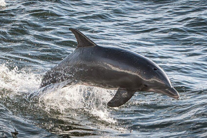 BIG FUN Dolphin Cruise & Sealife Experiece ORANGE BEACH ALABAMA 2