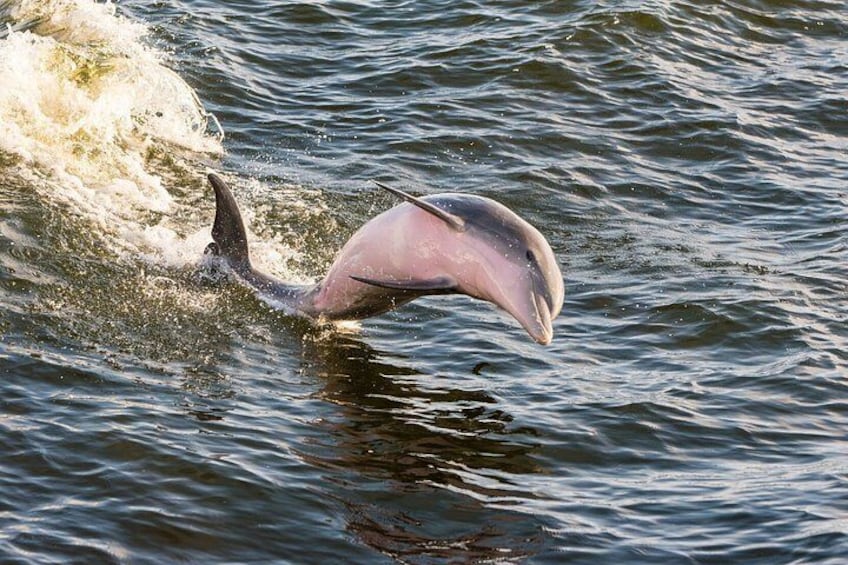 BIG FUN Dolphin Cruise & Sealife Experiece ORANGE BEACH ALABAMA 5