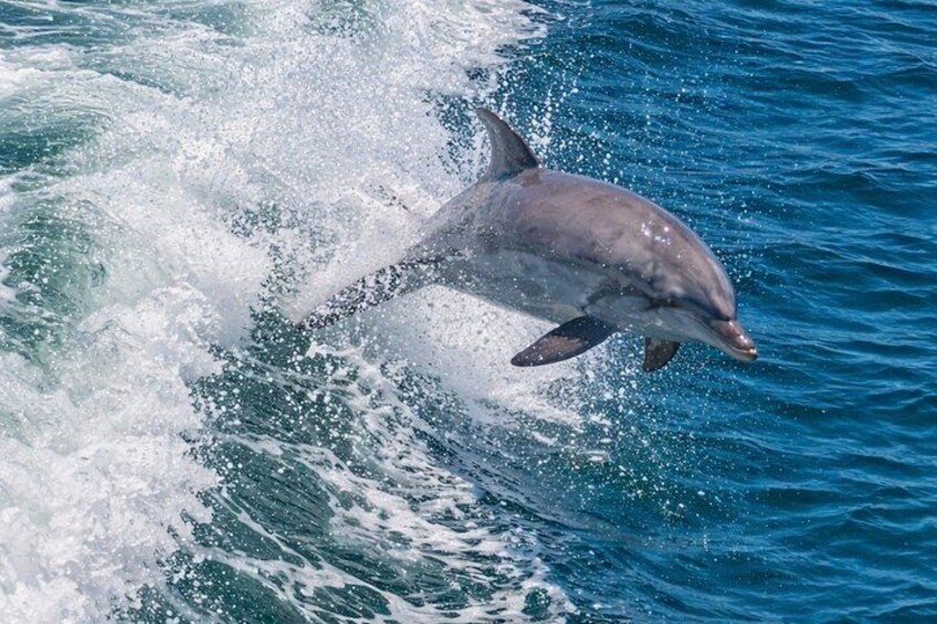 BIG FUN Dolphin Cruise & Sealife Experiece ORANGE BEACH ALABAMA 5