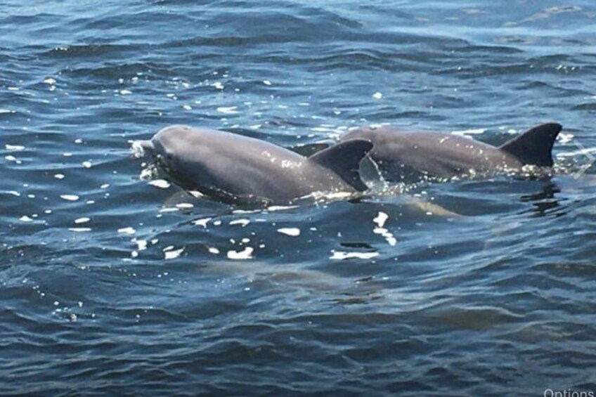Beautiful dolphin! 3