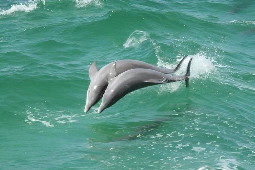 BIG FUN Dolphin Cruise & Sealife Experiece ORANGE BEACH ALABAMA 3