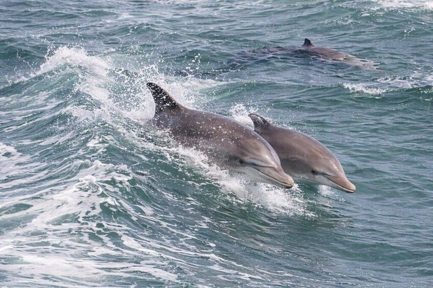 BIG FUN Dolphin Cruise & Sealife Experiece ORANGE BEACH ALABAMA 3