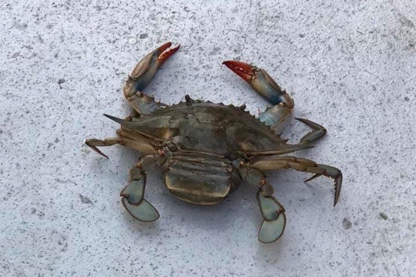 Crabigail came for a visit! 2
