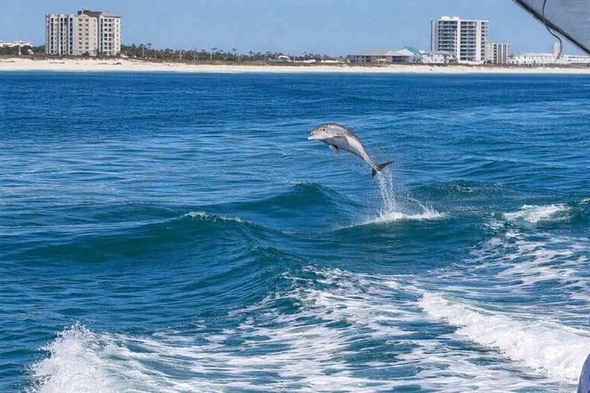 BIG FUN Dolphin Cruise & Sealife Experiece ORANGE BEACH ALABAMA 2