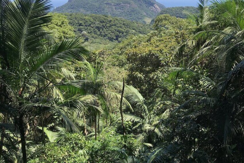 Rio: Bico do Papagaio Hike in Tijuca National Park with Pickup 3