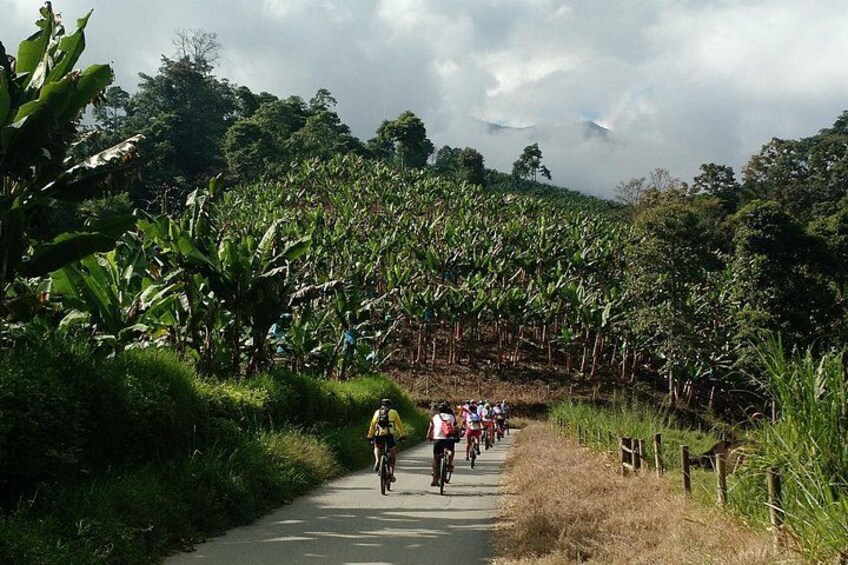 A paved path with cyclists, surrounded by banana trees and a hilly landscape. 3