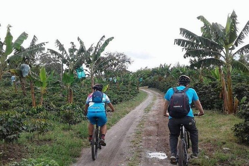 Two cyclists on a muddy path surrounded by banana trees. 5