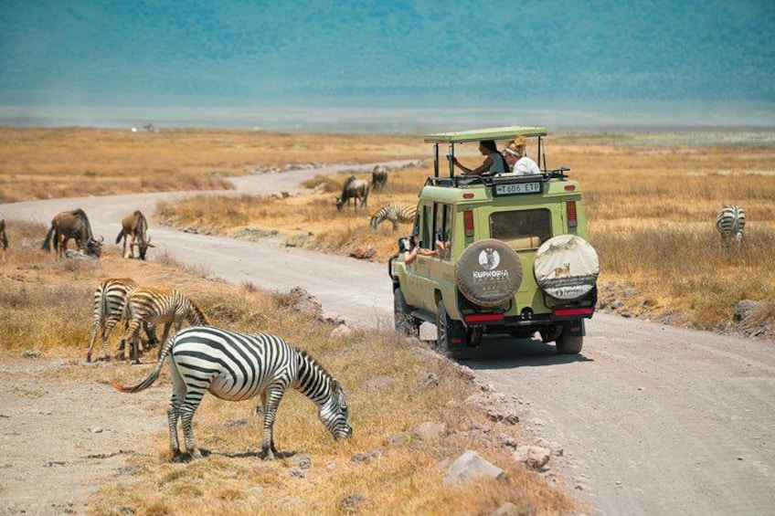 Un vehículo safari en un camino de tierra con cebra y ñus pastando cerca. 3