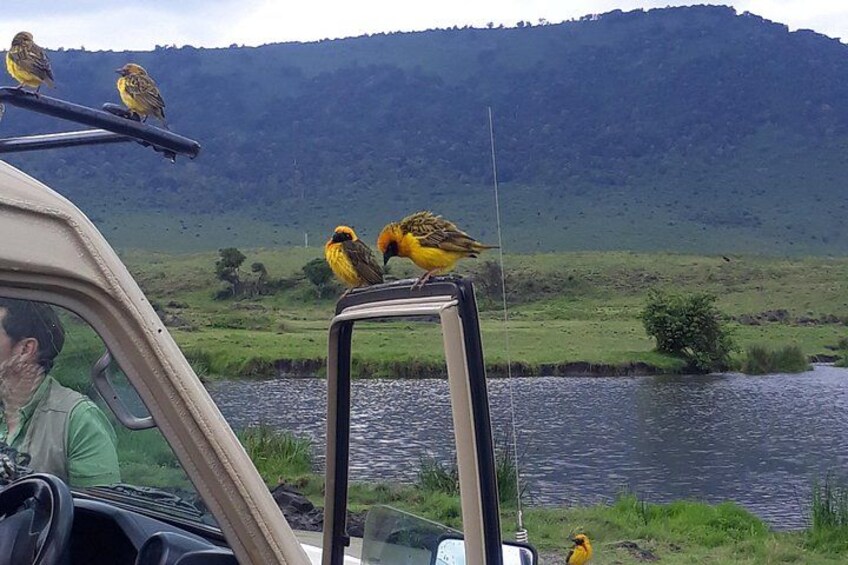 amaizing birds showed up during our Lunch retreat 3