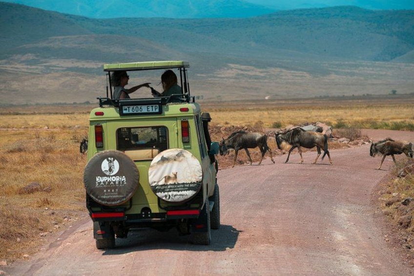 Un vehículo safari verde sobre un camino de tierra con fauna cruzando. 1