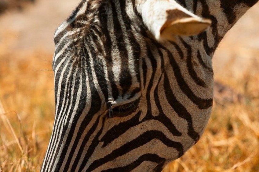 Cabeza y cuello de una cebra con llamativas rayas negras y blancas. 2