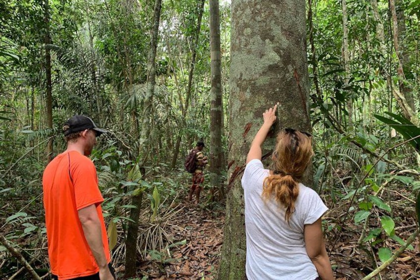 Two people examining a tree in a dense forest. 5