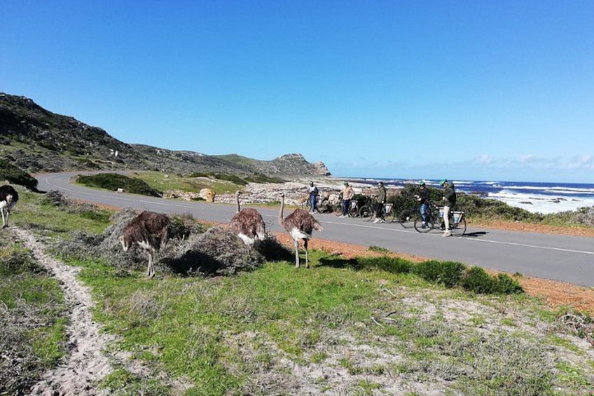 Cape Peninsula E-bike Cycle with Vehicle - Private Tour 2