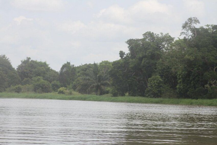 A calm river with dense greenery and trees in the background. 3