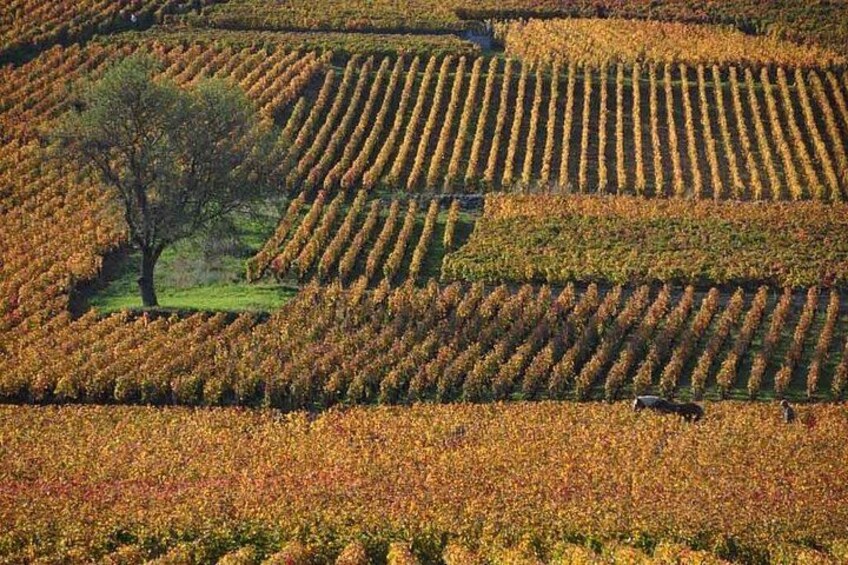 Vineyards of Vosne-Romanée, Côte de Nuits 3