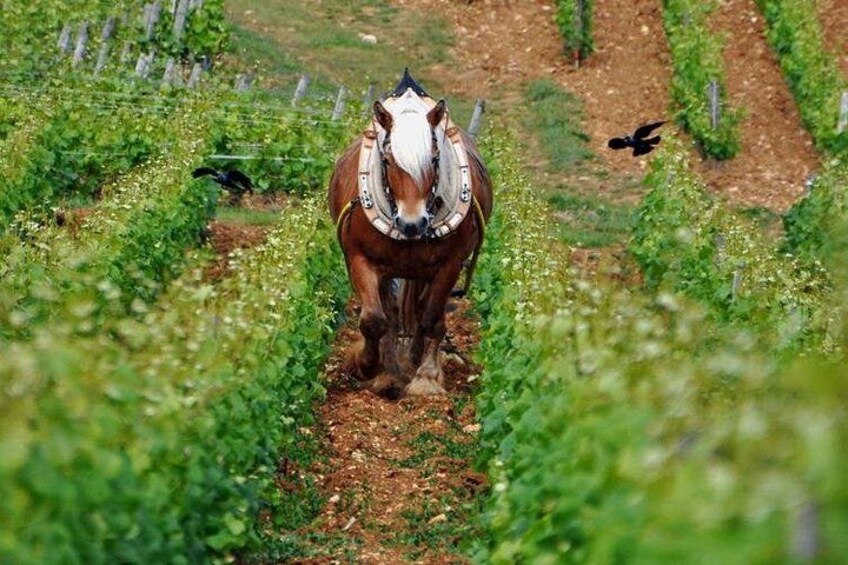 Exclusive Wine tasting 2