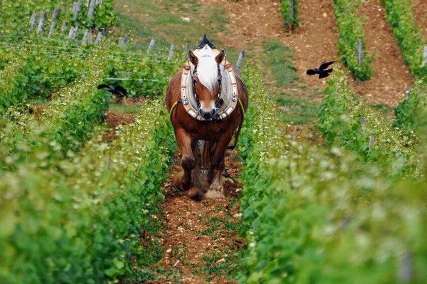 Exclusive Wine tasting 4
