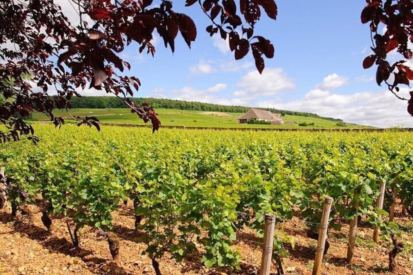 The Corton Grand Crus hillside 2
