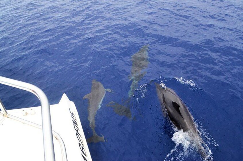 VipDolphins Luxury Whale Watching 2