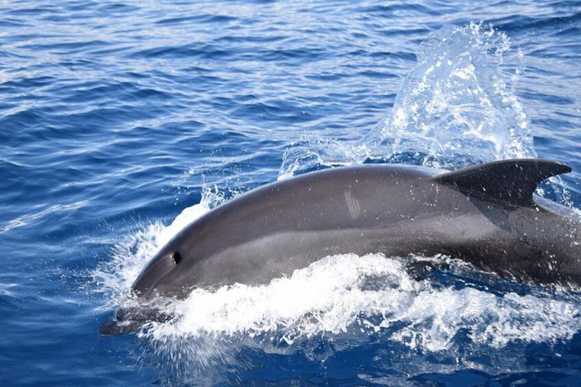 VipDolphins Luxury Whale Watching 2