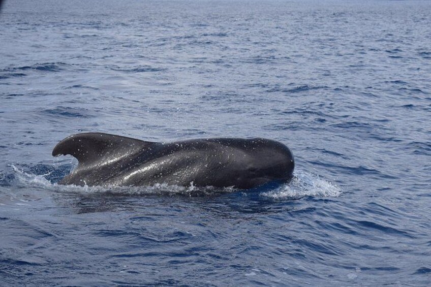 VipDolphins Luxury Whale Watching 2