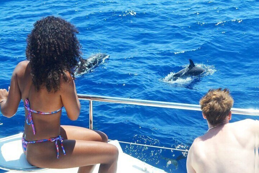 VipDolphins Luxury Whale Watching