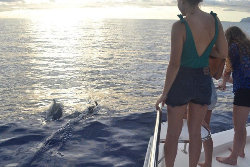 VipDolphins Luxury Whale Watching 3