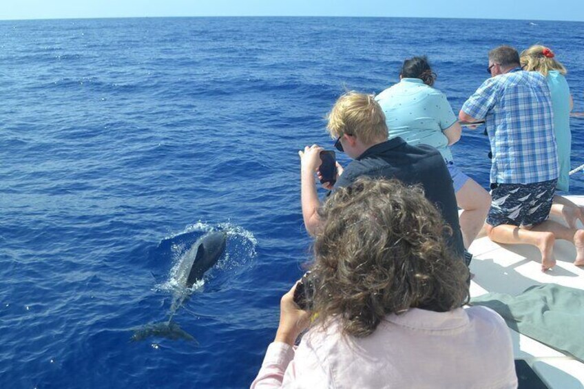 VipDolphins Luxury Whale Watching