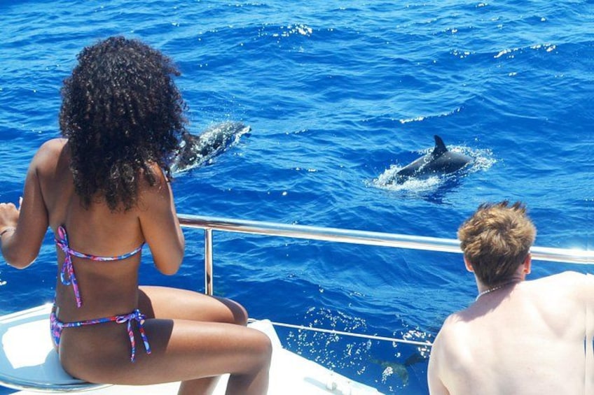 VipDolphins Luxury Whale Watching 4