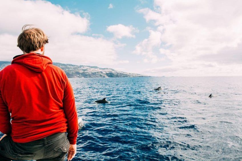 VipDolphins Luxury Whale Watching 4