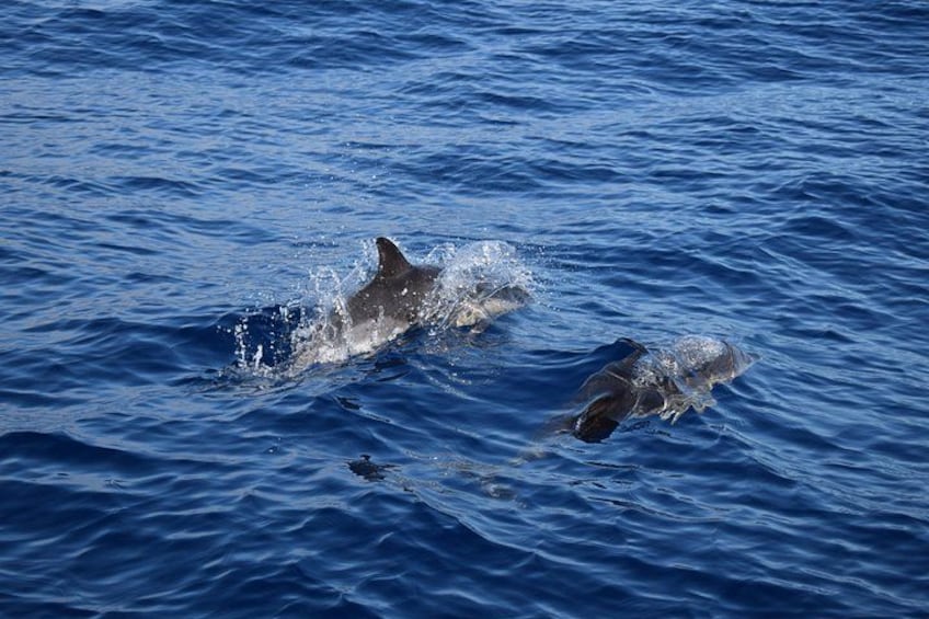 VipDolphins Luxury Whale Watching 2