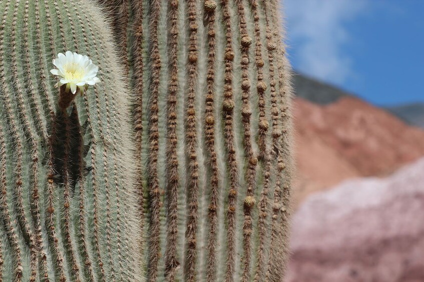 Multi-Cultural Humahuaca Valley Tour