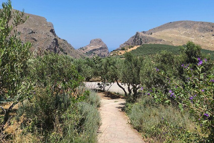 Un sendero de tierra serpentea a través de un paisaje árido y montañoso, con vegetación escasa y afloramientos rocosos. 4