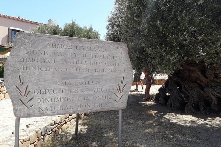 Un letrero de piedra con texto e ilustraciones de olivos. 5