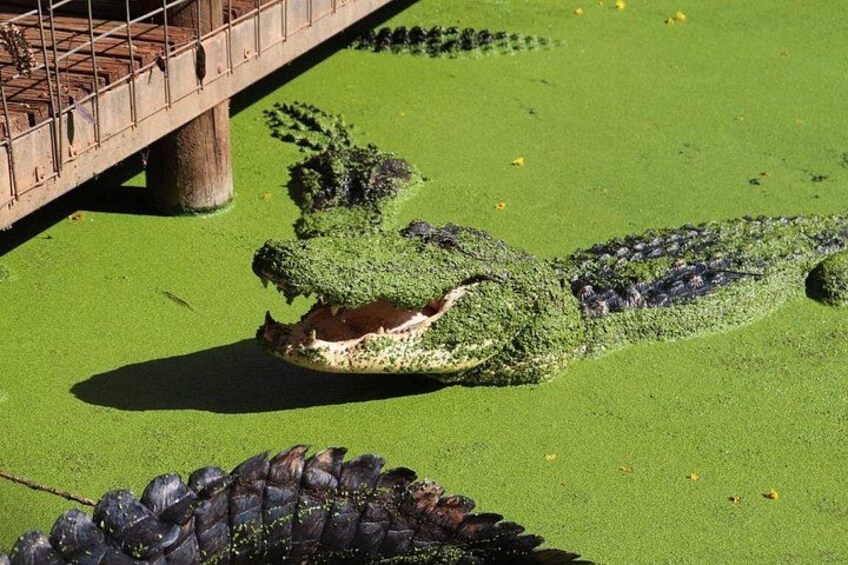 The biggest display of American Alligators in Australia 3