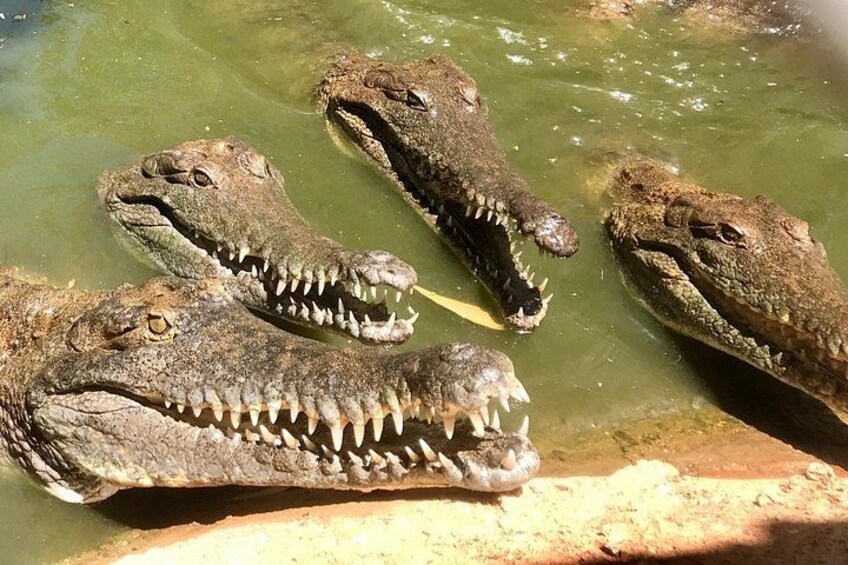Experience sustainable tourism in action as you learn about the vital efforts in crocodile conservation and the environmental significance of these saved animals. 2