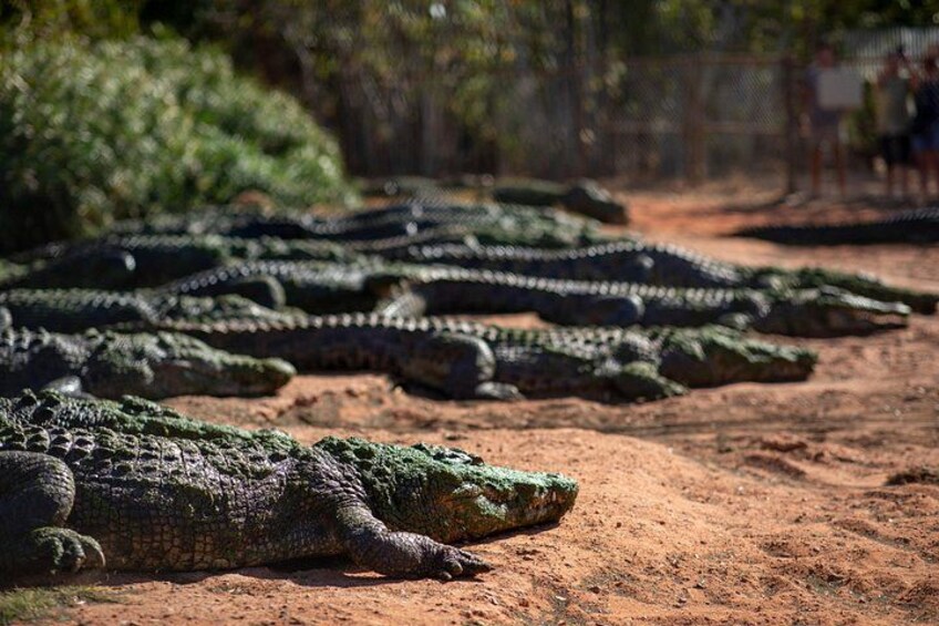 Witness the wonders of wildlife conservation at the Malcolm Douglas Crocodile Park, where every visit supports the preservation of these magnificent creatures in their natural habitat. 2