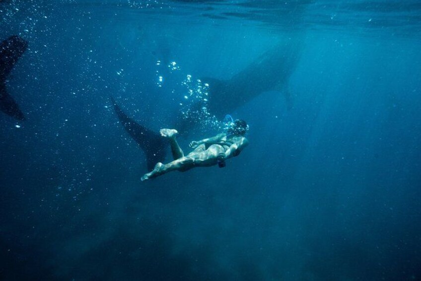 Kawasan Canyoneering, Kawasan Falls and Whaleshark Encounter 3