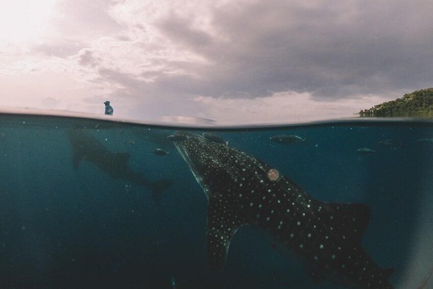 Kawasan Canyoneering, Kawasan Falls and Whaleshark Encounter 4