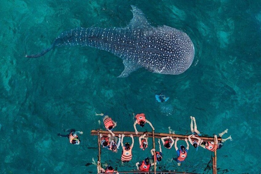 Kawasan Canyoneering, Kawasan Falls and Whaleshark Encounter 5
