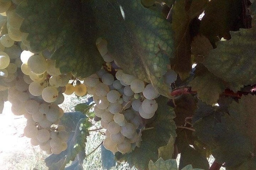 Prosecco Wine Tour with Sommelier – Pick-up from Treviso 4