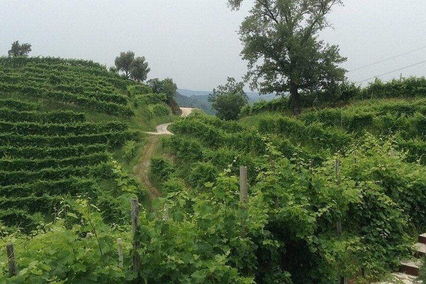 Prosecco Wine Tour with Sommelier – Pick-up from Treviso 3