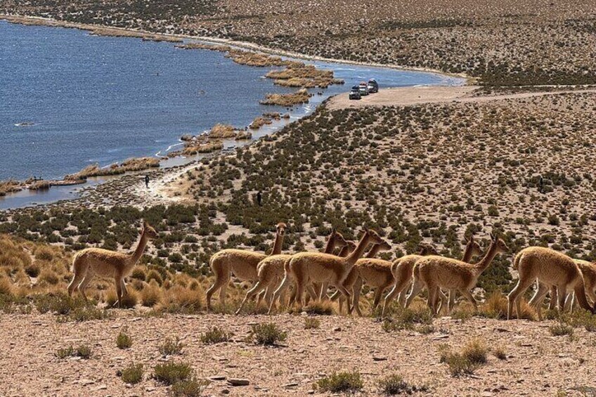 Een groep giraffen op een droog, rotsachtig terrein in de buurt van een waterbron, met enkele voertuigen op de achtergrond. 5