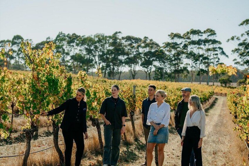 Un groupe de personnes se promène dans un vignoble, le long des rangées de vignes. 2