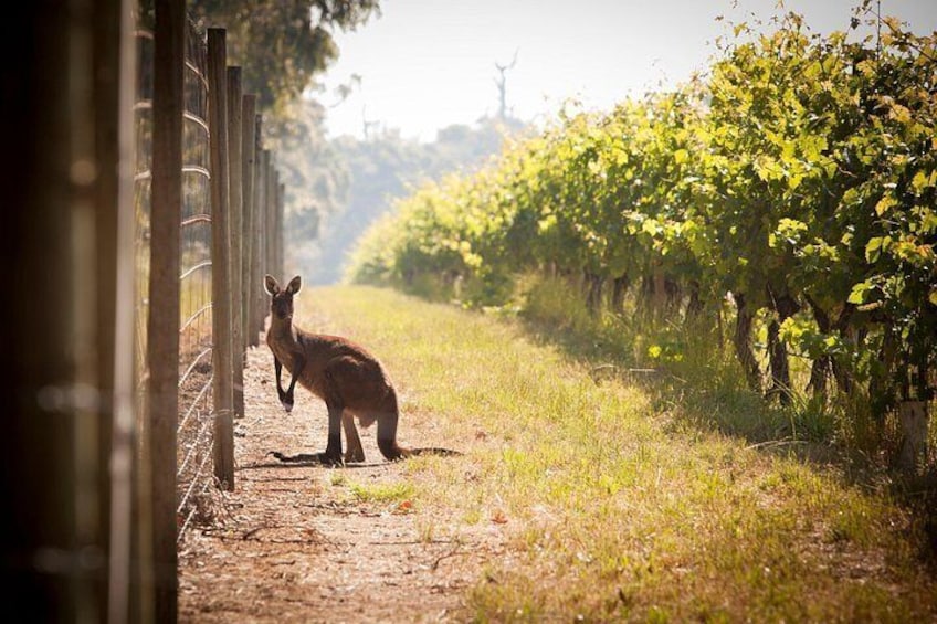 Wildlife in the vineyards 3