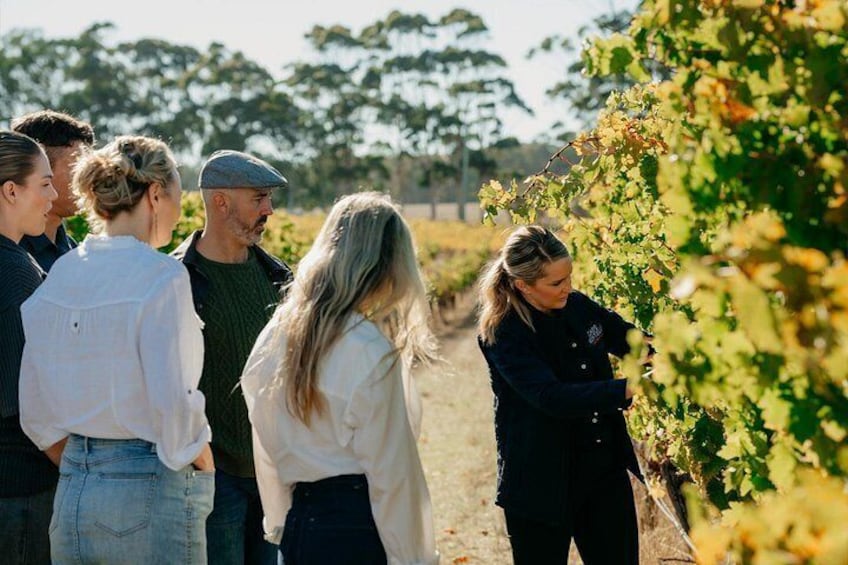 Behind The Scenes tour in the vineyards 2